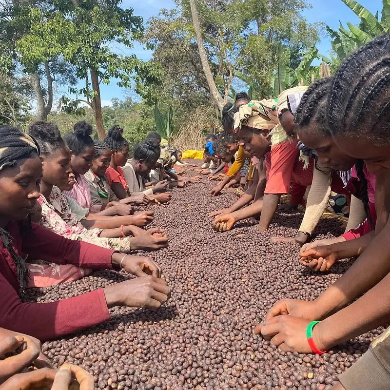 ethiopian yirgacheffe washed process arabica green coffee beans (1kg) coffee by pennine tea & coffee ltd