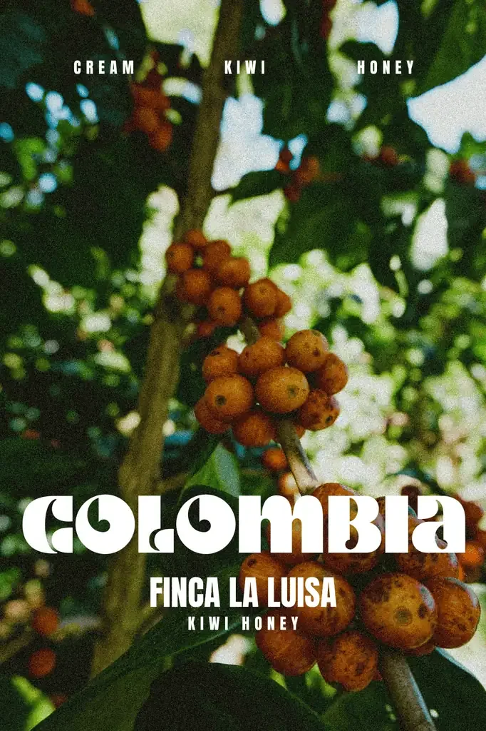 colombia – la luisa kiwi coffee by marshall street coffee