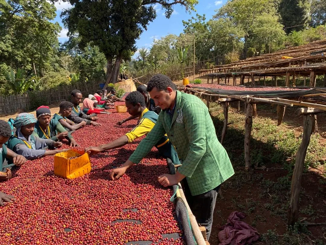 ethiopia yednekachew seleshi natural filter coffee by passport specialty coffee