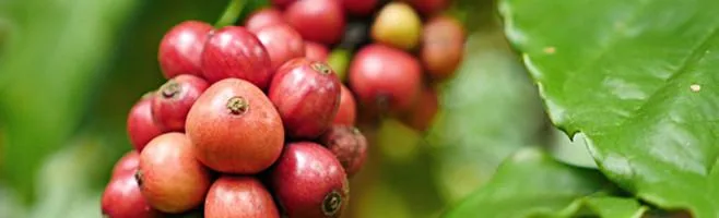 original blend coffee coffee by weaver's coffee & tea - san rafael cafe