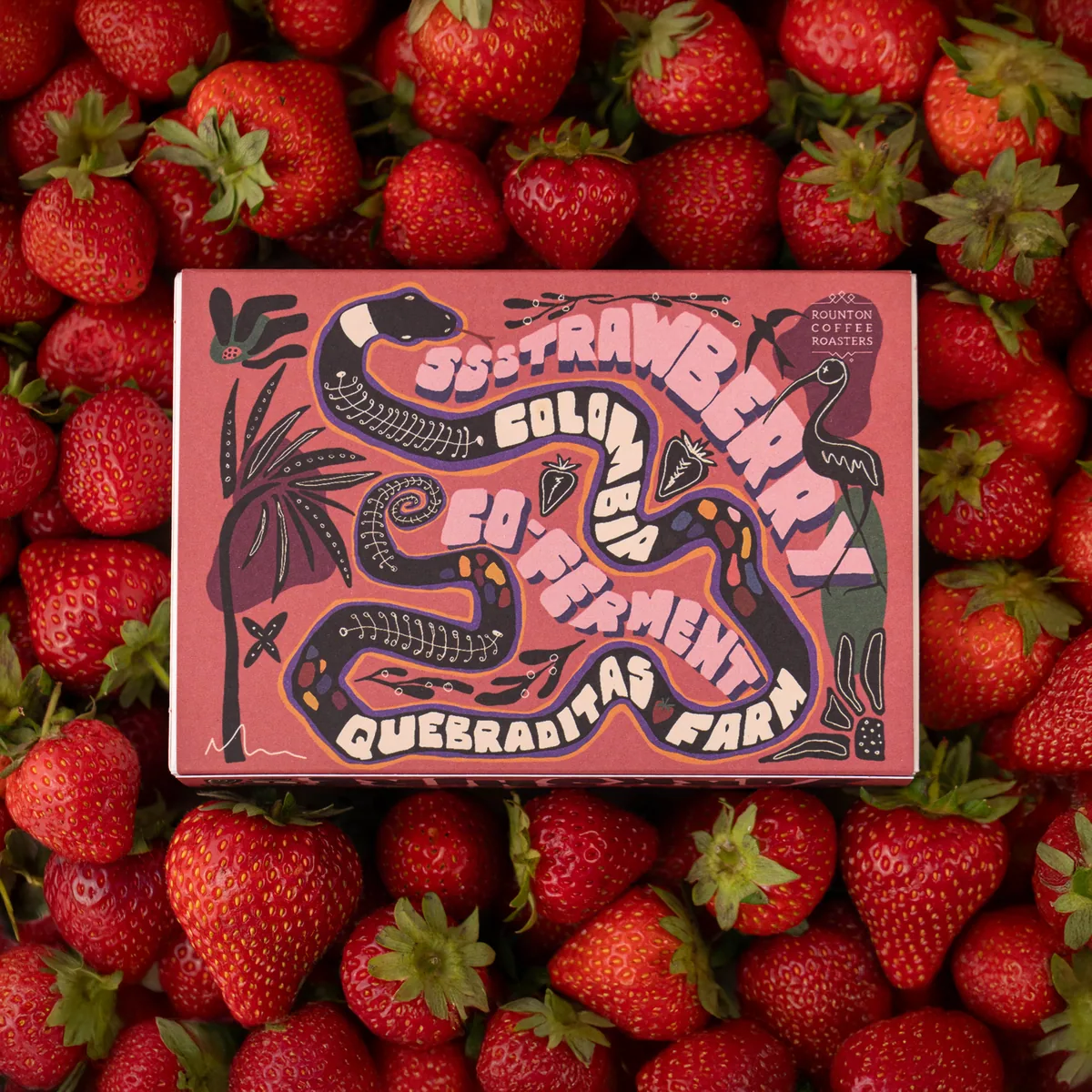 strawberry co-ferment coffee by rounton coffee
