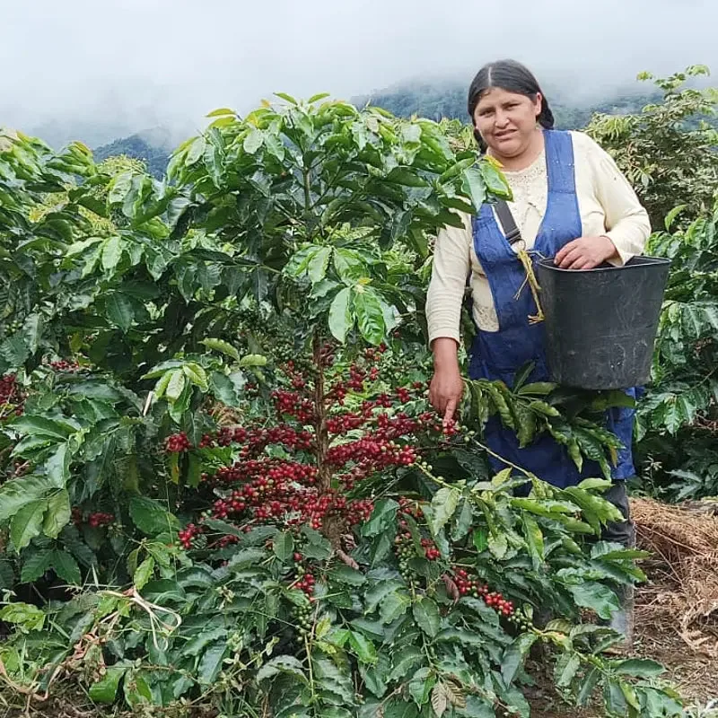 bolivia san juan forest fruit blend washed arabica green coffee beans (1kg) coffee by pennine tea & coffee ltd