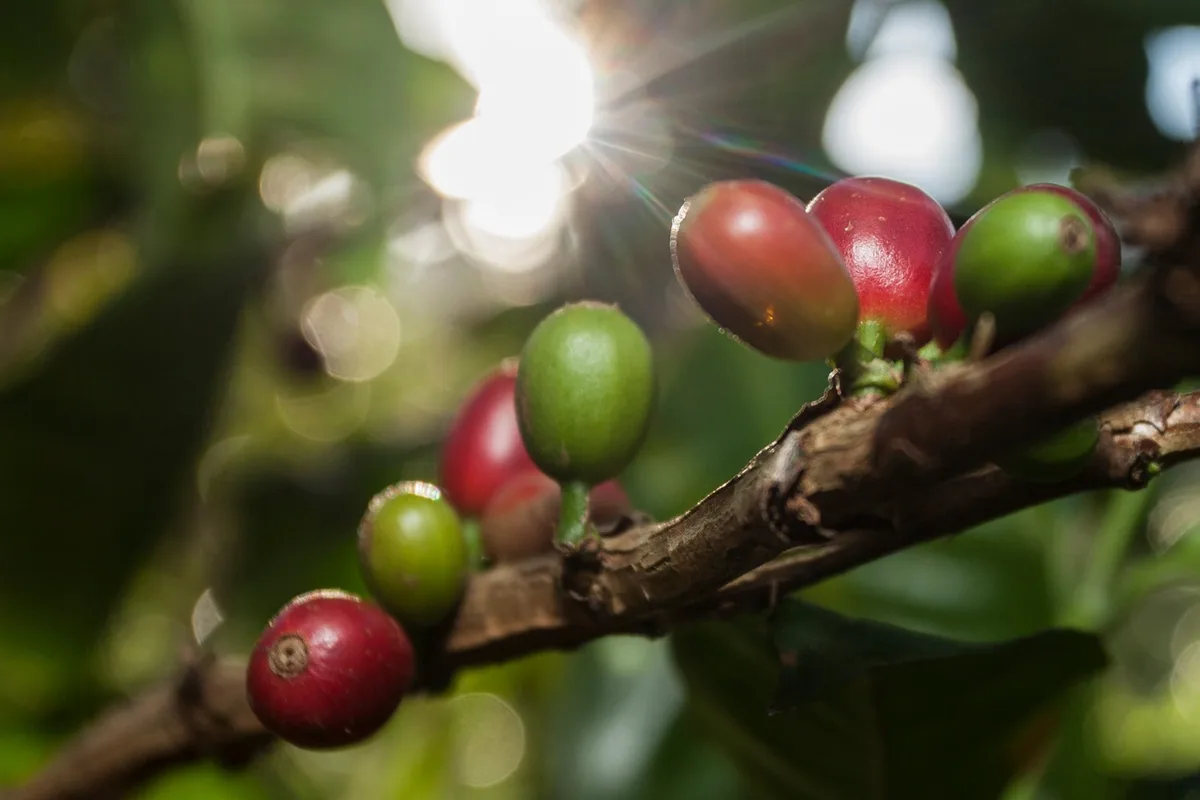 inmaculada fellows gesha coffee by crankhouse coffee