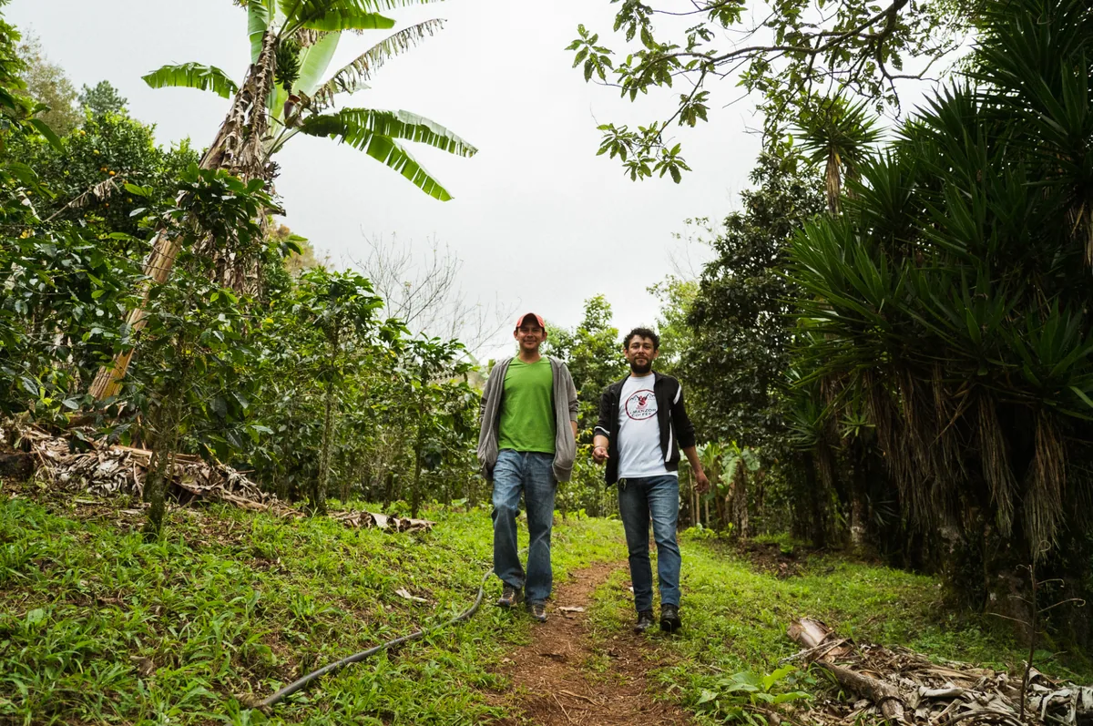 finca la odisea coffee by caribe coffee co. roastery