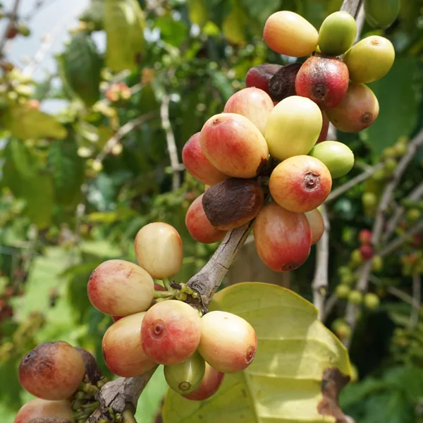 kona peaberry coffee by cafe moto