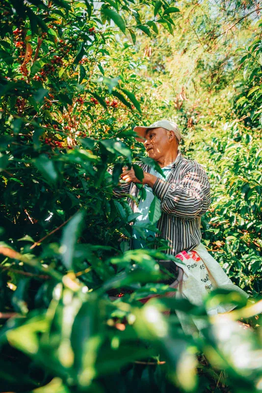 guatemala blue ayarza anaerobic coffee by java roastery