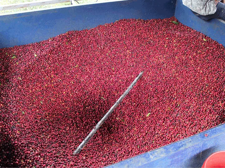 nicaragua finca la argentina el carbon plot anaerobic (micro-lot) coffee by java roastery