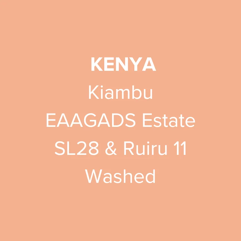 kenya kiambu eaagads estate sl28 & ruiru 11 washed aa top coffee by oma coffee roaster