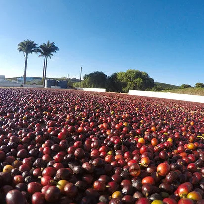 brazil - castanas do brazil coffee by golden sheep coffee