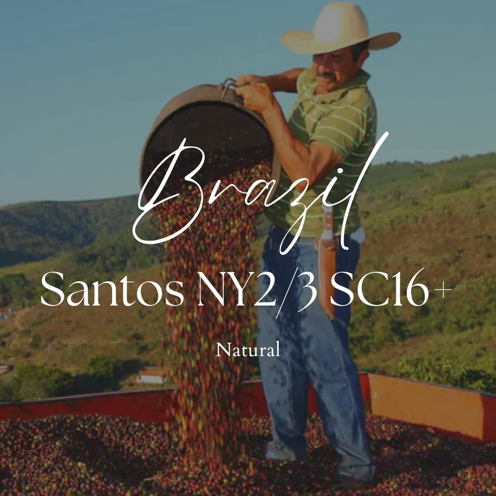 brazil santos ny2/3 sc17/18 natural - brazil coffee by third coffee roastery
