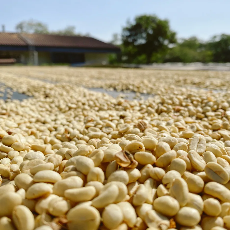 florescencia - raw green coffee - colombia coffee by transcend coffee and roastery