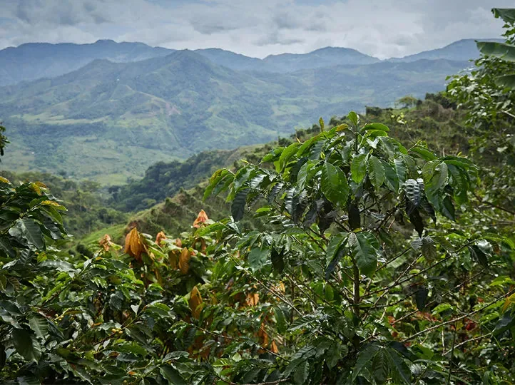 colombia selección planadas coffee by bellas coffee lab roastery