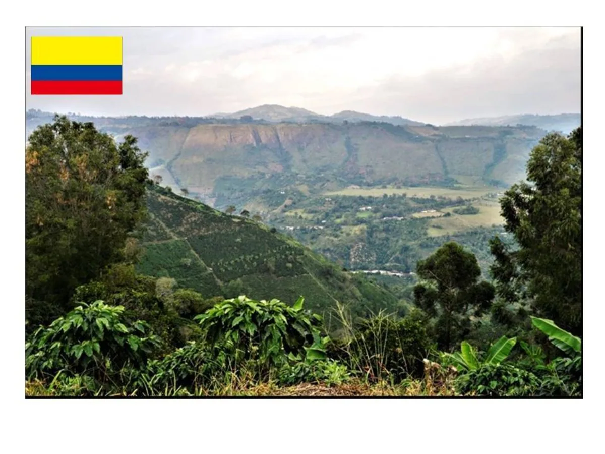 【colombia】コロンビア ラ カメリア農園 フリーウォッシュト 100g~ coffee by セイコードー・コーヒー