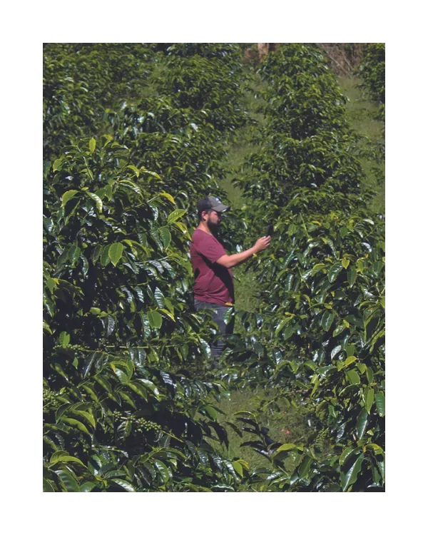 benjamin paz - geisha 2025 - honduras coffee by mecca coffee - alexandria