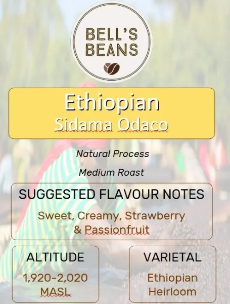 ethiopian, odaco, natural coffee by bells beans - local coffee roaster | specialty coffee beans
