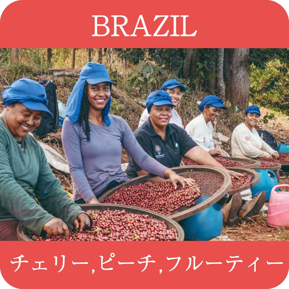 ブラジル グアリロバ農園 fruity【浅煎り】 - brazil coffee by 4trees coffee 焙煎labo堺