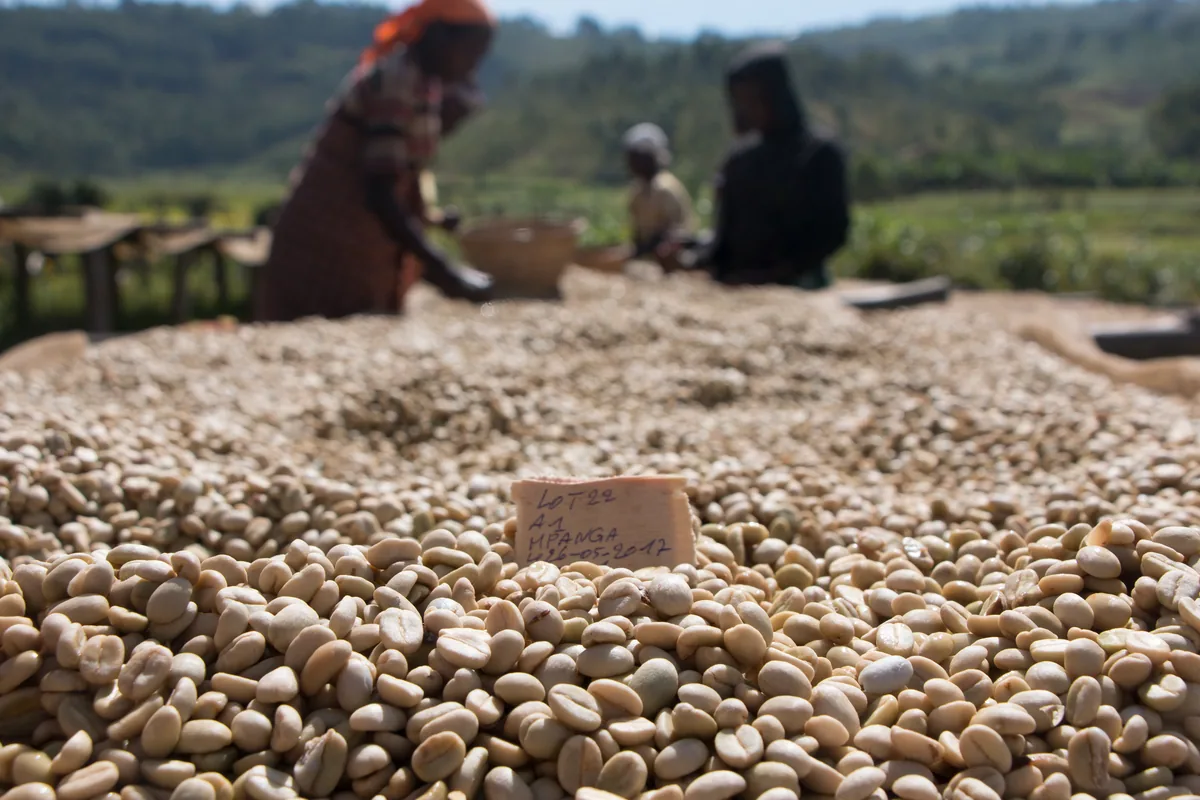 burundi fully washed arabica green coffee beans (1kg) coffee by pennine tea & coffee ltd