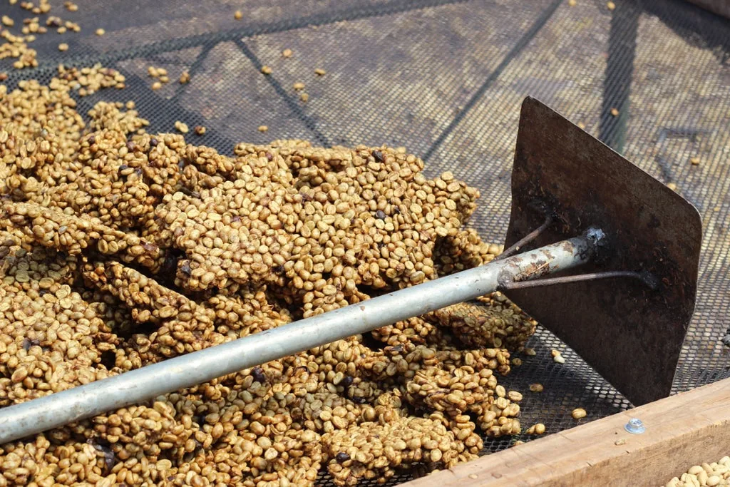 costa rica hacienda la minita green coffee beans (1kg) coffee by pennine tea & coffee ltd