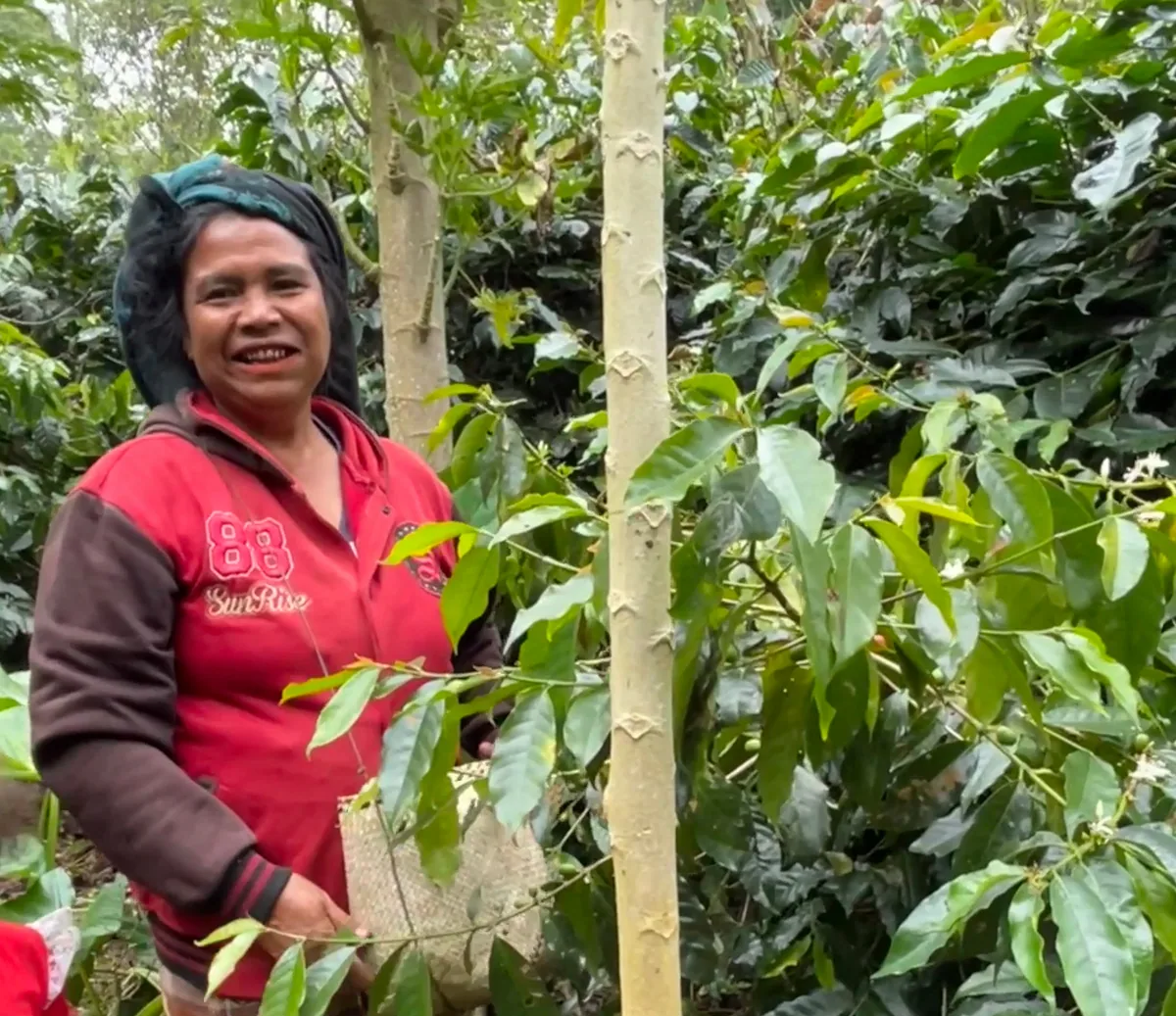 indonesia - nola wonga coffee by shiloh coffee roasters ltd