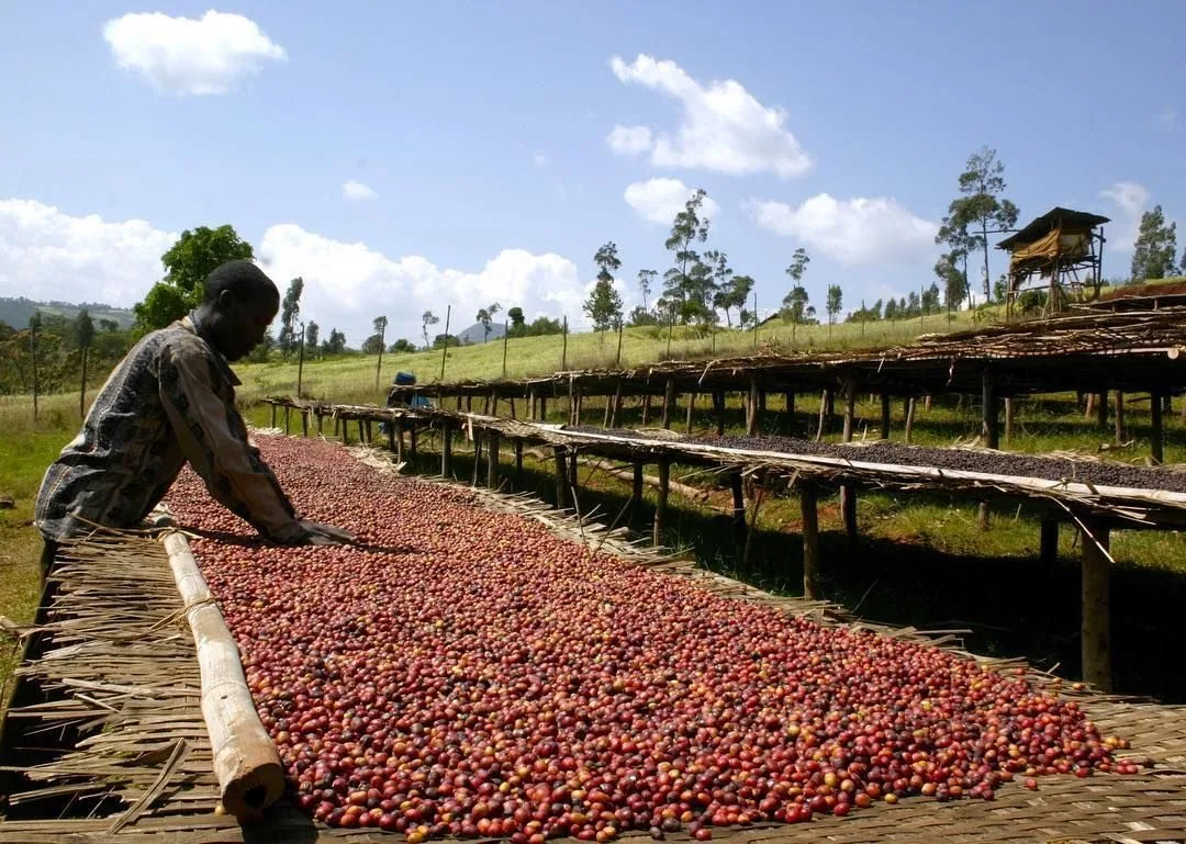 ethiopia yirgacheff adado - ethiopia coffee by lucas coffee roasters