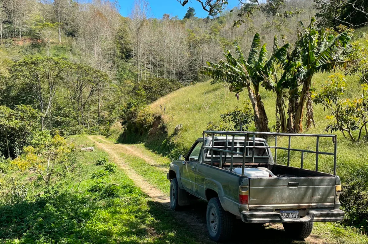 finca liquidámbar coffee by caribe coffee co. roastery