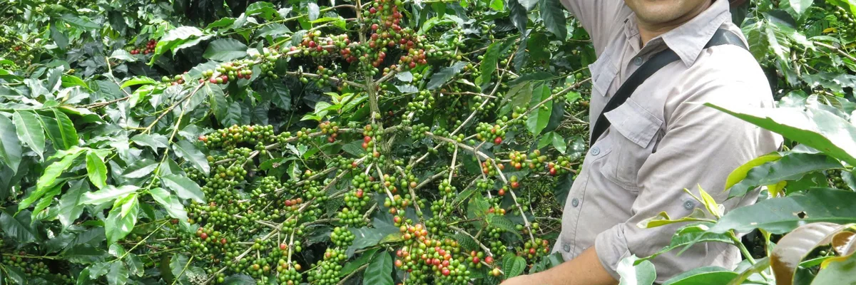 #66 indonesia, java frinsa estate coffee by stillers coffee