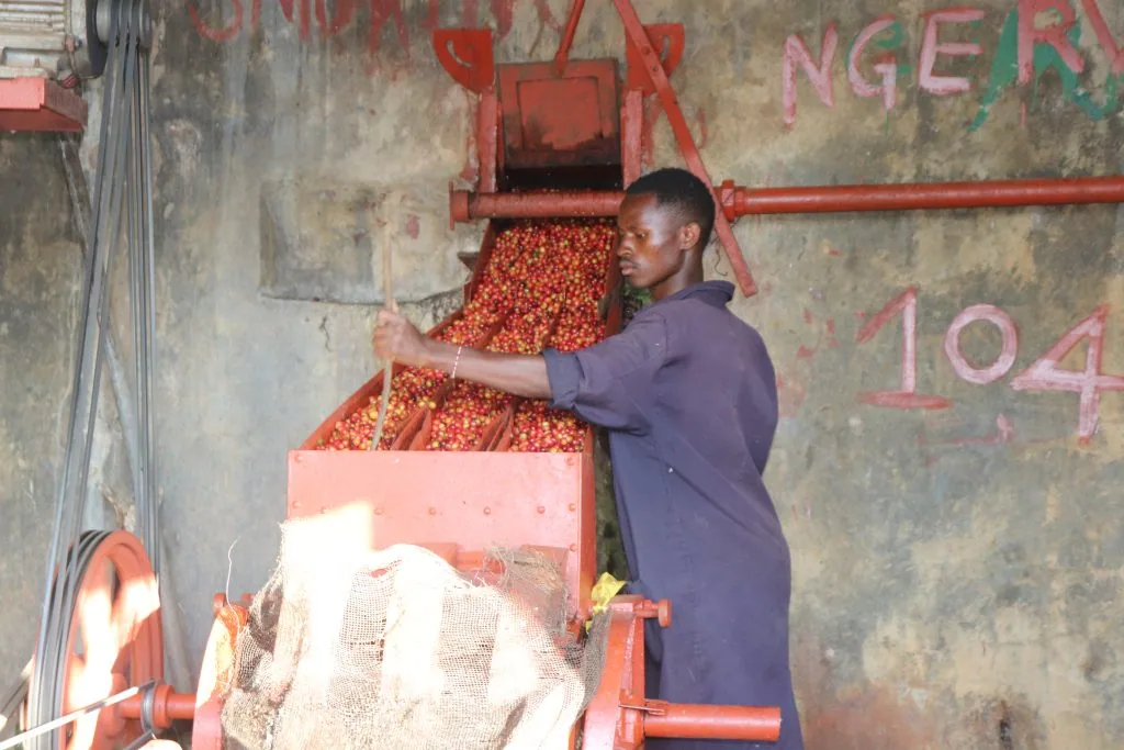 kenya embu ena coffee by the kaffeeklatsch