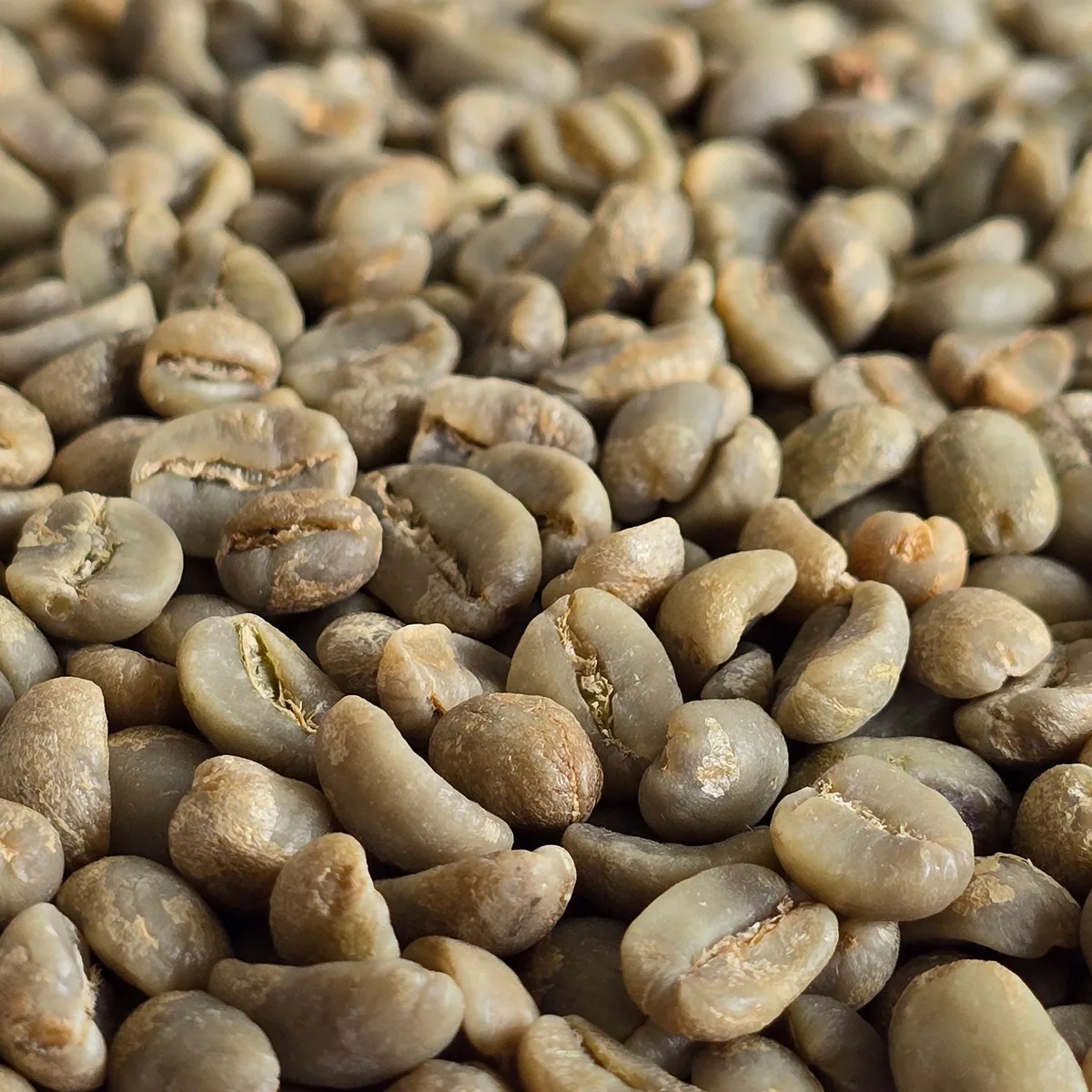 honduras aopcafeh organic unroasted green coffee beans 1kg coffee by chiasso coffee roasters