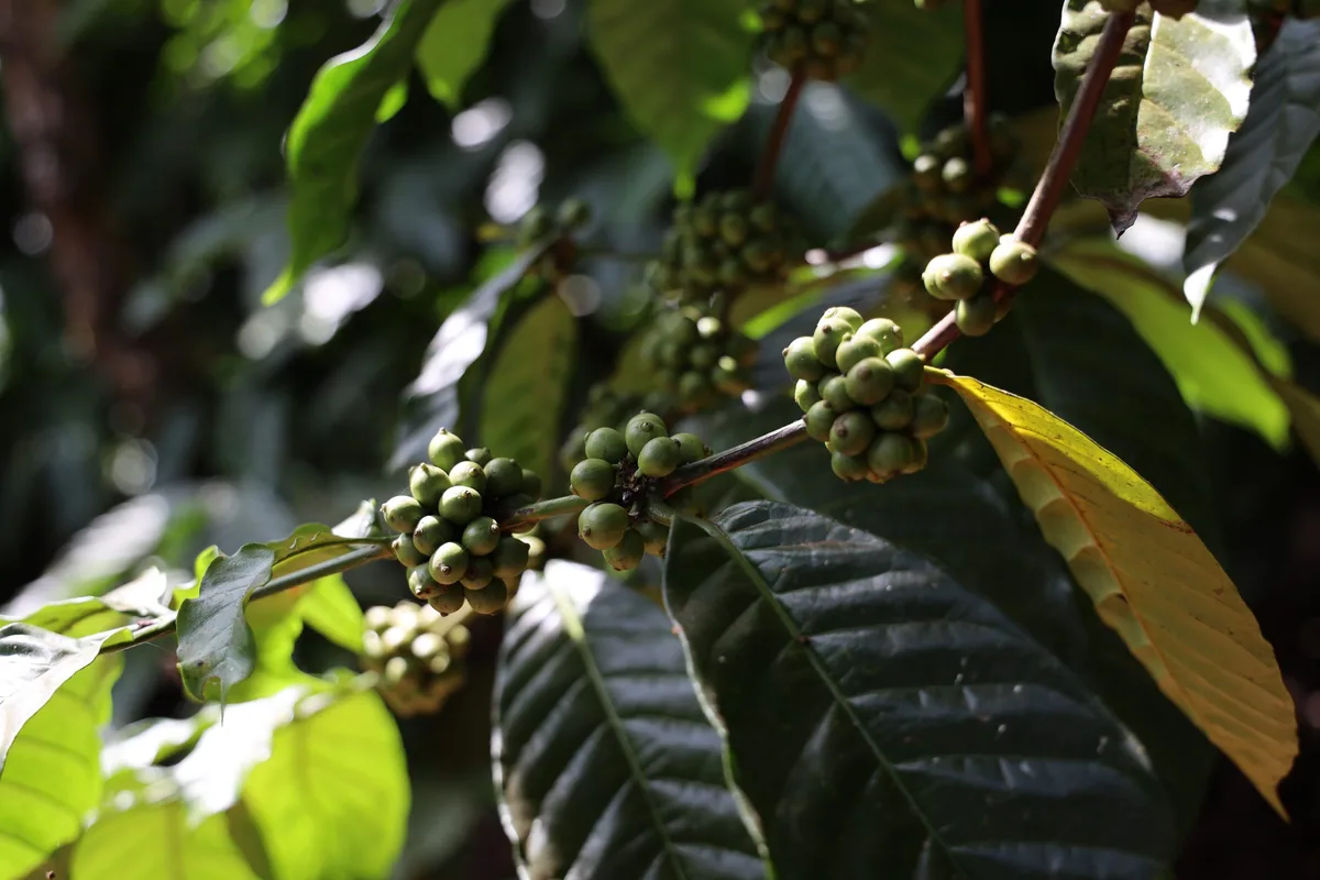 estate lunch  — coorg on a platter coffee by mercara gold estate coffee plantation