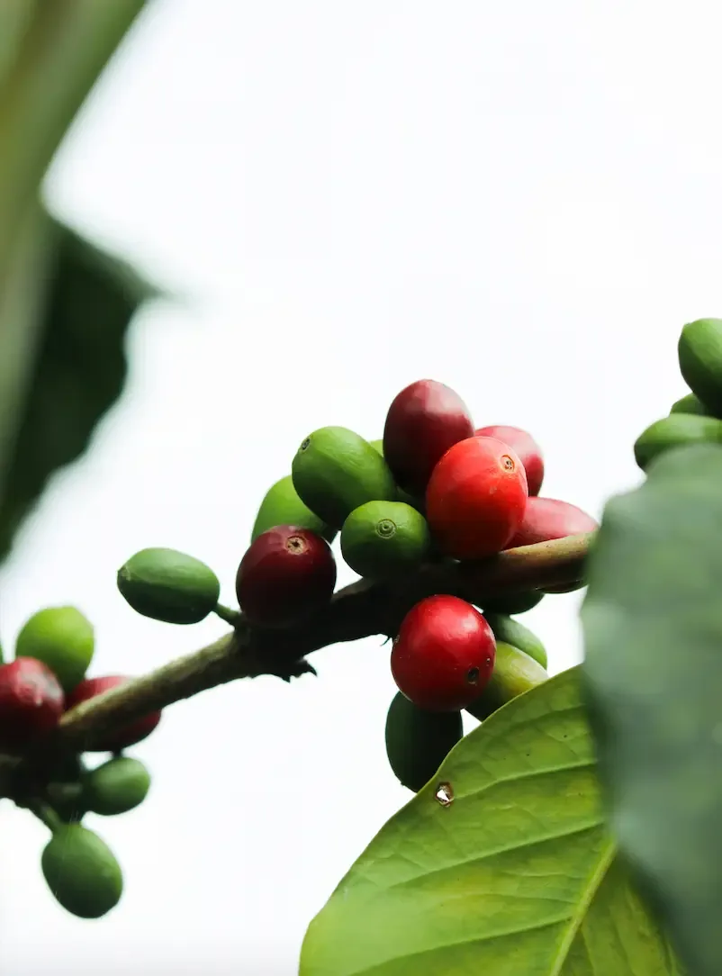 coffee origin trip relief - el salvador coffee by coffee relief - specialty coffee shop & roasters - café de especialidad