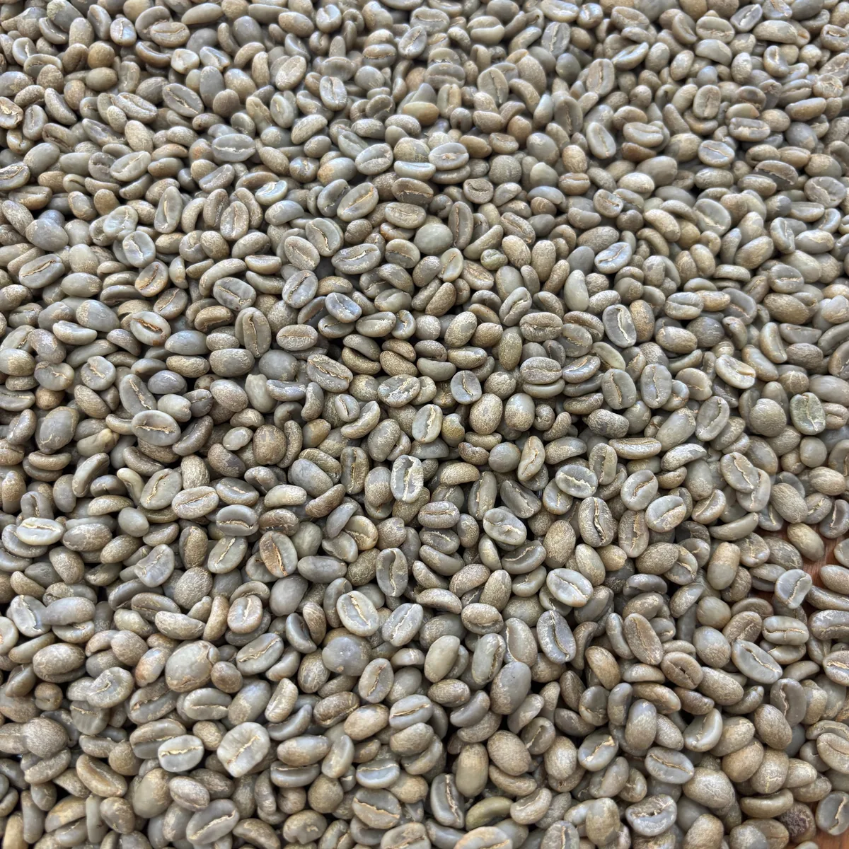 finca el chaferote ii coffee by prodigal