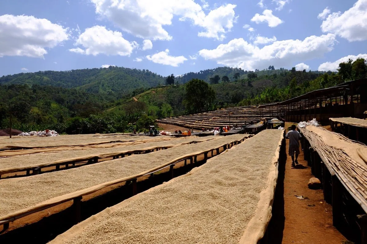 ⚡new⚡ ethiopia guji arsosala - ethiopia coffee by lucas coffee roasters