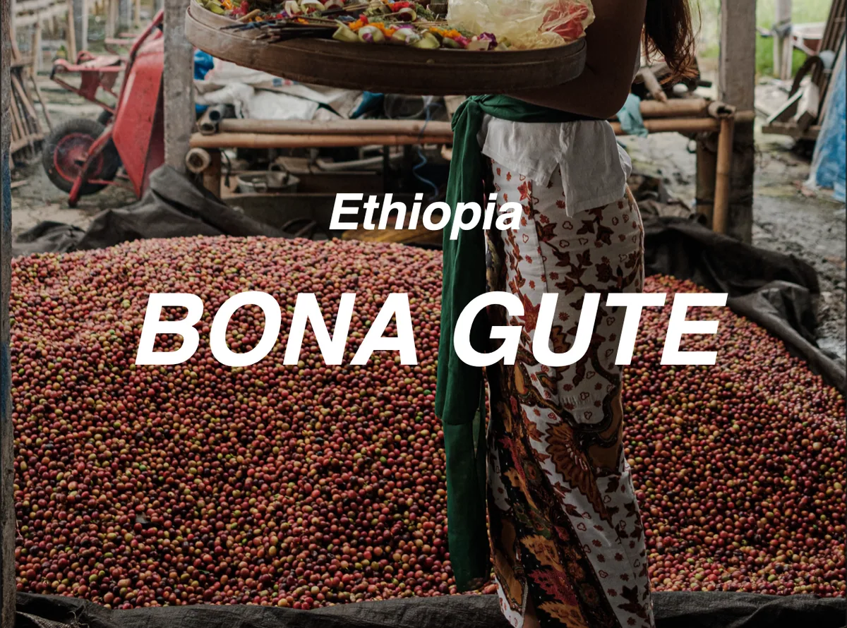 衣索比亞 西達摩 波娜 谷碟 日曬 (ethiopia sidama bona gute natural) - ethiopia coffee by moonshine coffee roasters | 私釀咖啡商行 (敦南旗艦店)