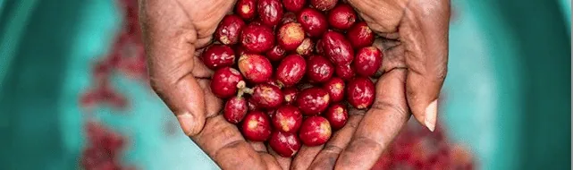 rwanda coffee coffee by weaver's coffee & tea - san rafael cafe