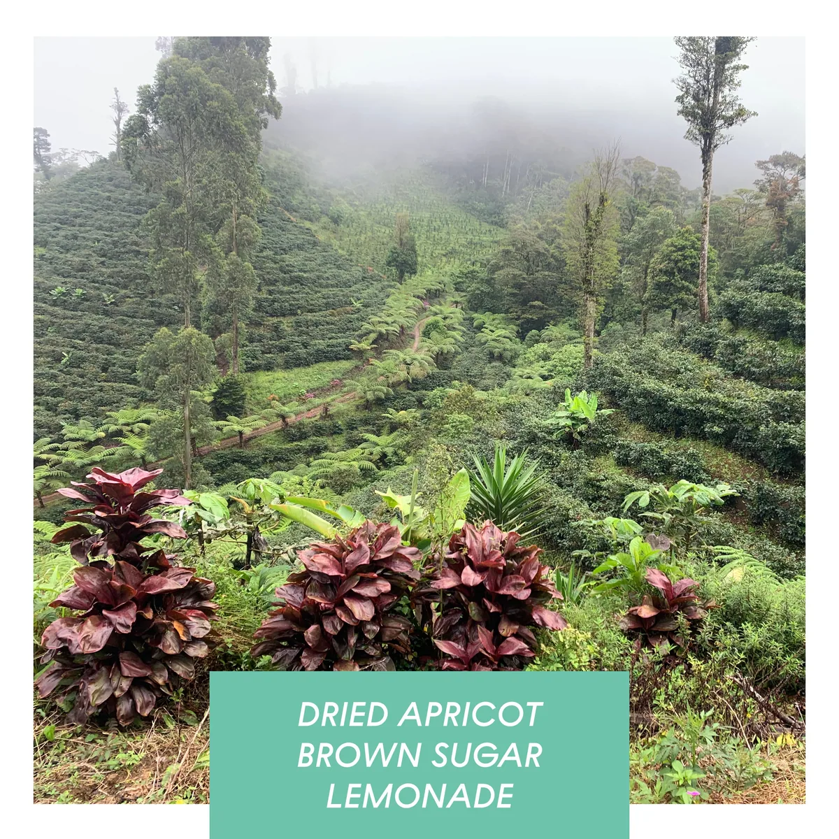 las delicias, washed java, nicaragua coffee by drop coffee roasters