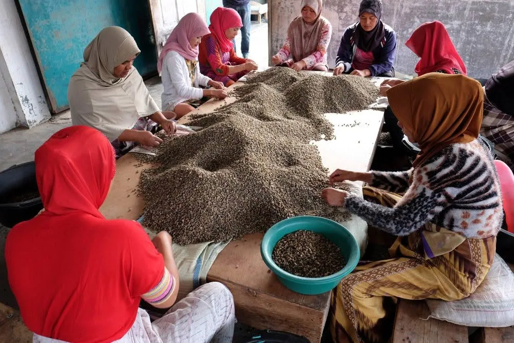 ⚡new⚡ sumatra mandheling g1 tp - indonesia + sumatra coffee by lucas coffee roasters