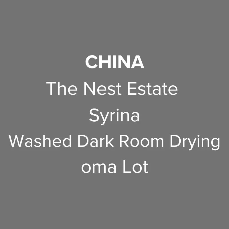 china yunnan the nest estate syrina washed dark room drying oma lot - yunnan coffee by oma