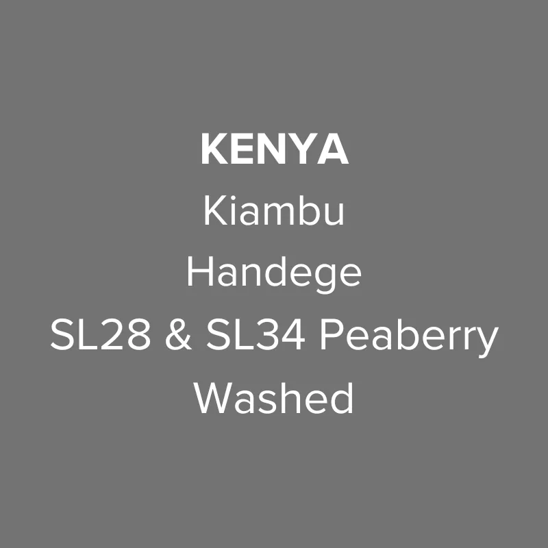 kenya kiambu handege sl28 & sl34 peaberry washed pb top coffee by oma coffee roaster