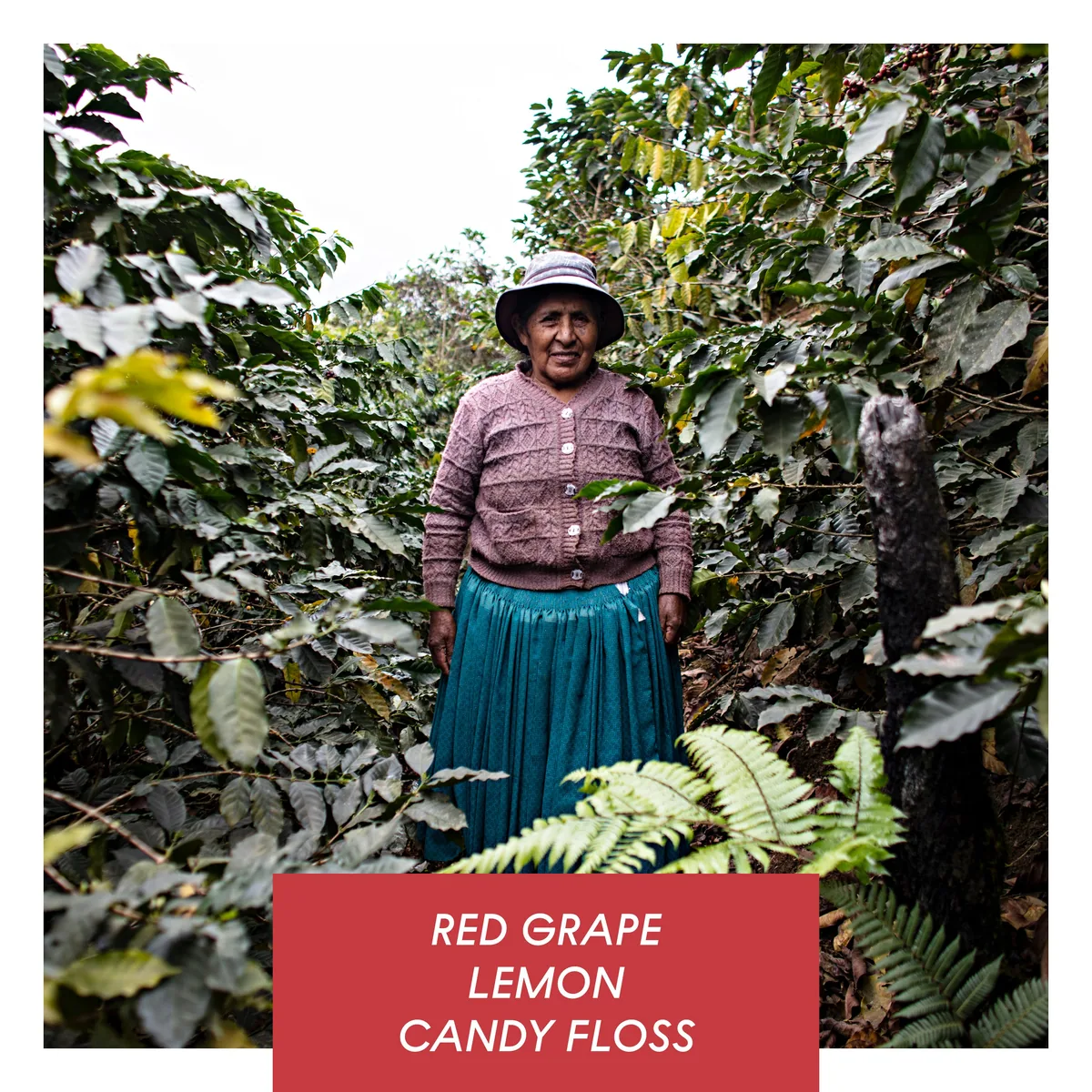 carmelita, washed caturra, bolivia - bolivia coffee by drop coffee roasters