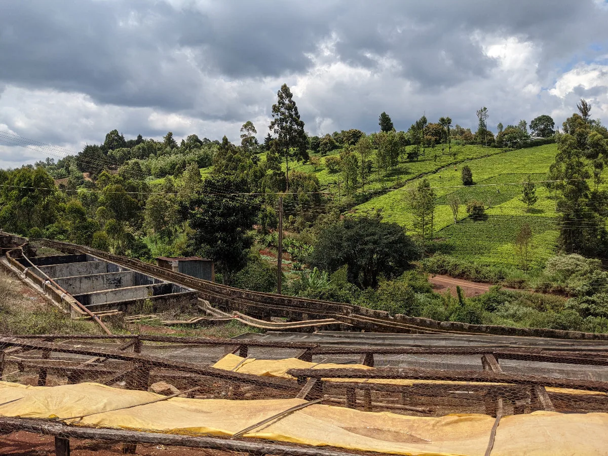 kenya karatu aa coffee by color coffee roasters