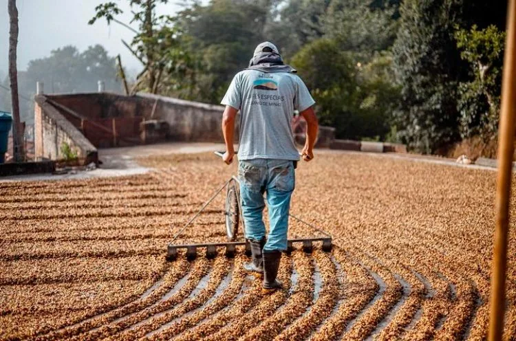 ⚡new⚡ brazil fazenda santana estate - brazil coffee by lucas coffee roasters