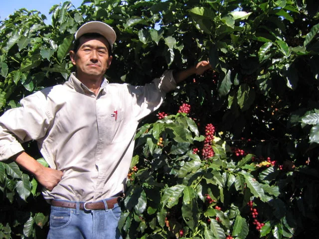 ブラジル トミオフクダ ブルボン ナチュラル 深煎り
brazil tomio fukuda bourbon natural - brazil coffee by mitsumame coffee