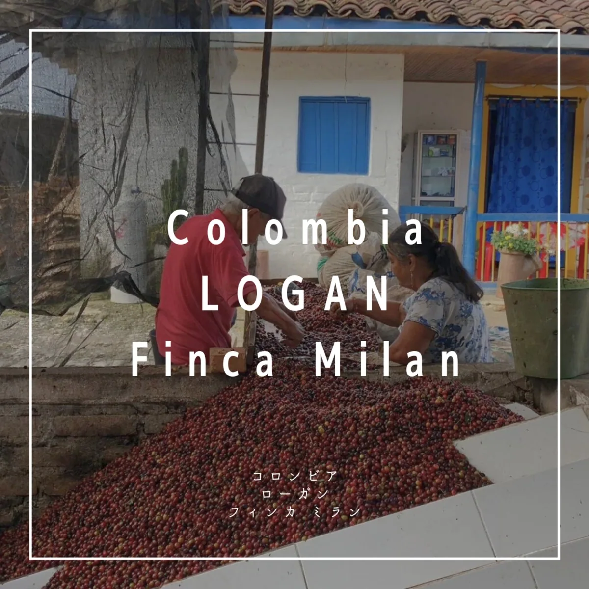 【200g】finca milan logan coffee by 野津田焙煎研究所
