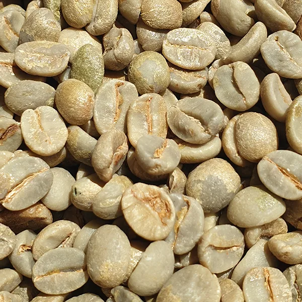 brazil inhame estate unroasted green coffee beans 1kg coffee by chiasso coffee roasters