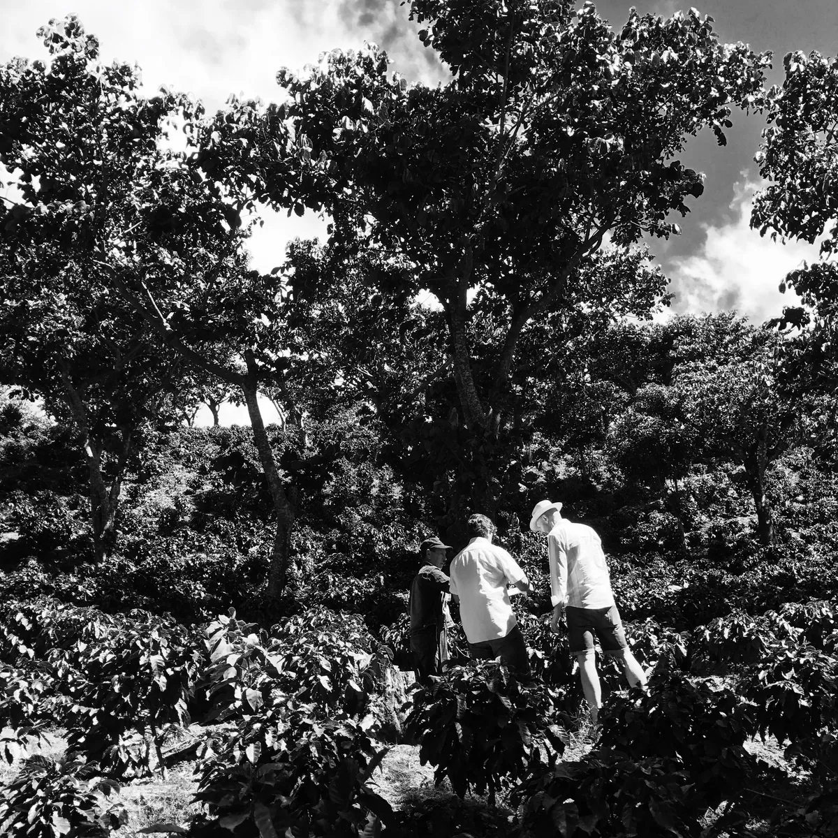 #3 el salvador, wet fermentation pacamara coffee by stillers coffee