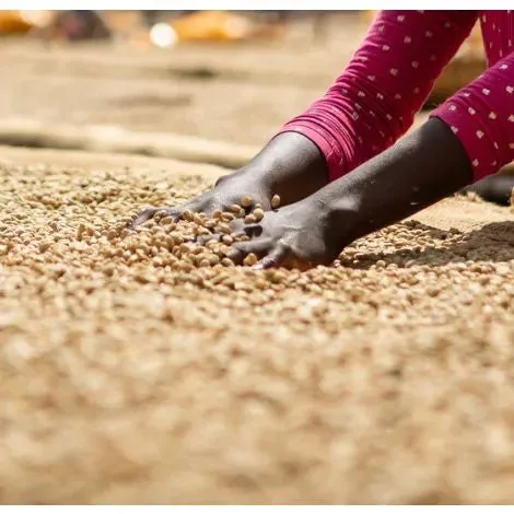 ethiopia ky kebero – fully washed coffee by bellas coffee lab roastery