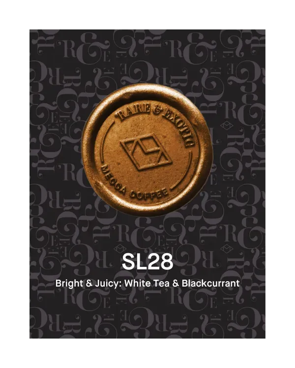 benjamin paz - sl28 coffee by mecca coffee - alexandria