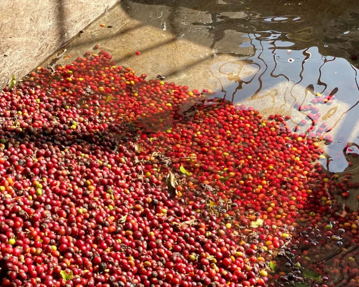 colombia | villamaria washed ea sugarcane coffee by cabana coffee roasters