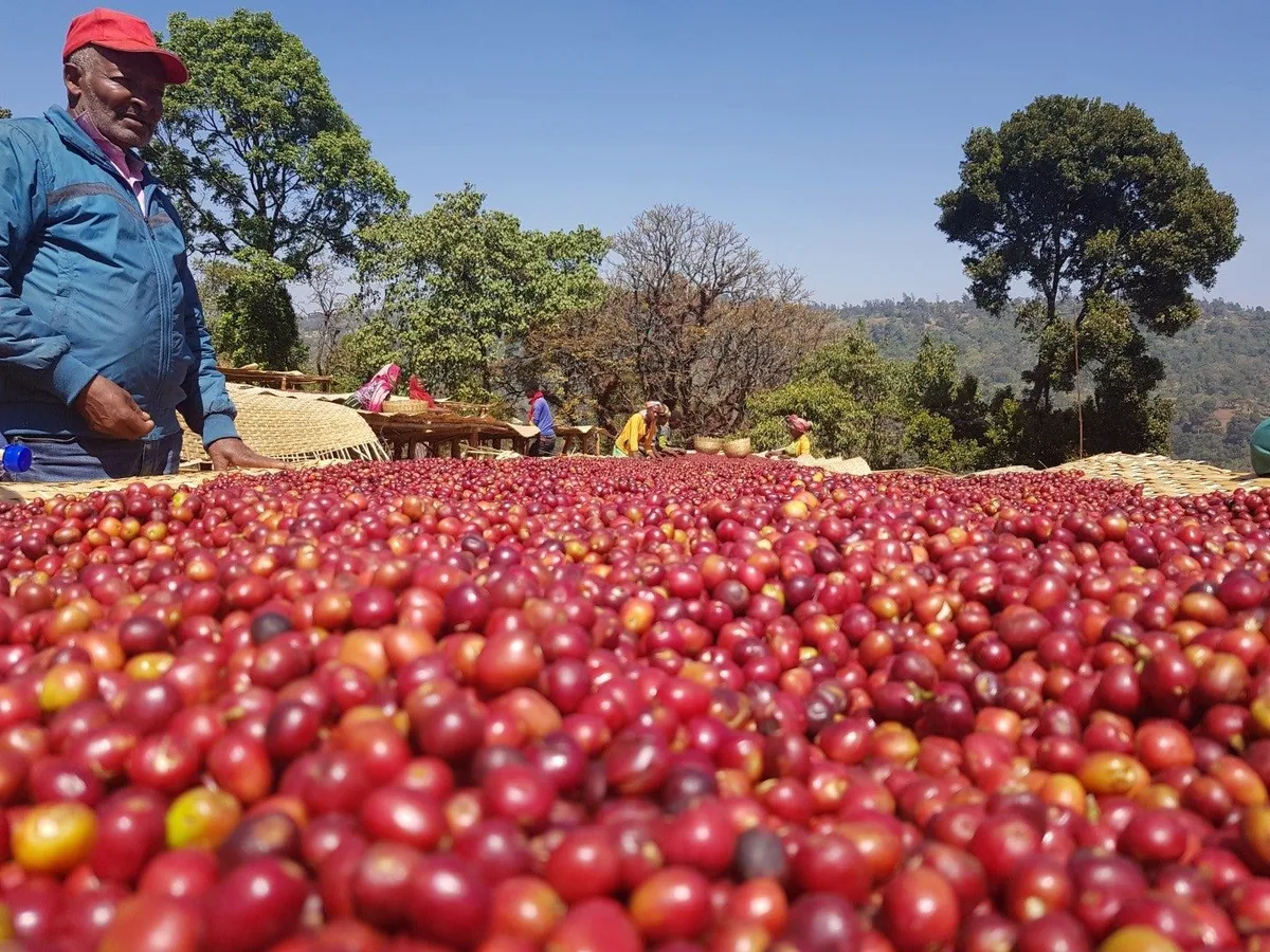 ⚡new⚡ kenya kainamui aa - kenya coffee by lucas coffee roasters