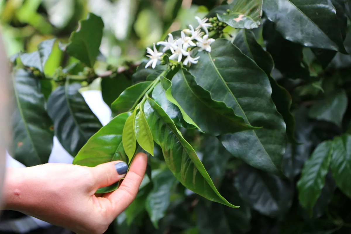 descafeinado colombia coffee by the fix coffee roasters